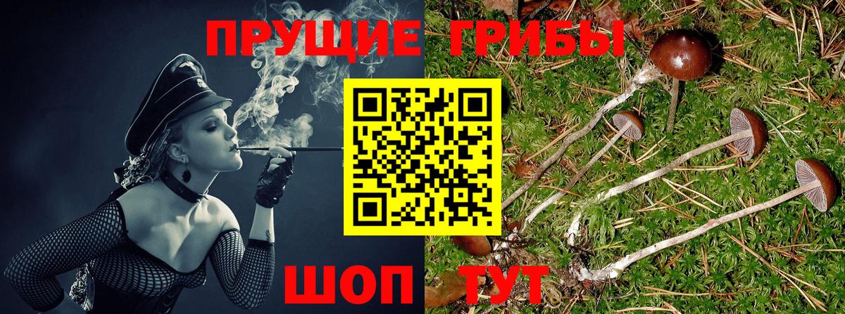 Галлюциногенные грибы Cubensis Вязники